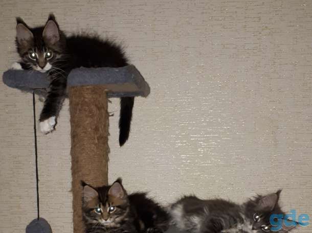 Котята мейн-кун 3 месяца, фотография 9