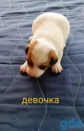 Щенки, фотография 3