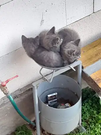 Отдам котят в добрые руки, фотография 1