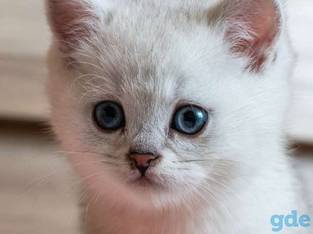 Шотландский котенок мальчик, фотография 8