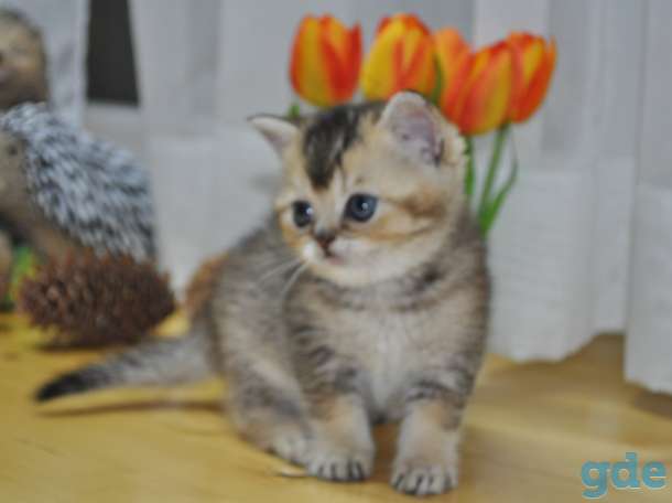 Шотландские котята, фотография 5
