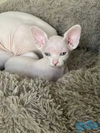 Котята канадского сфинкса, фотография 6