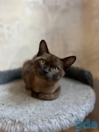 Котята европейской бурмы, фотография 8