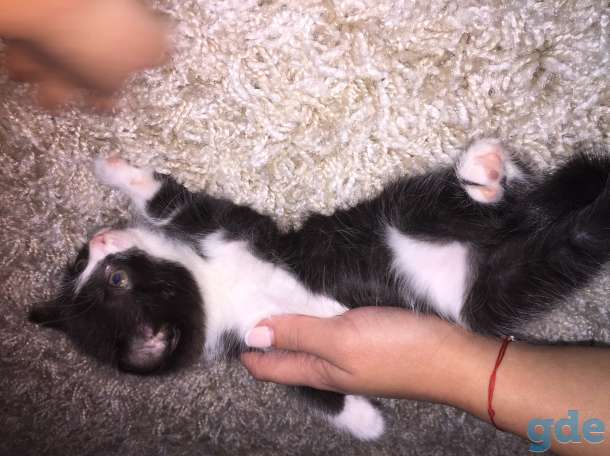 Котята в хорошие руки, фотография 6