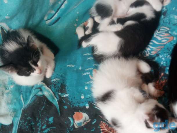 Котята, фотография 3
