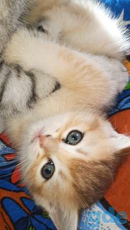 Шотланские и хайленд фолд котята, фотография 4