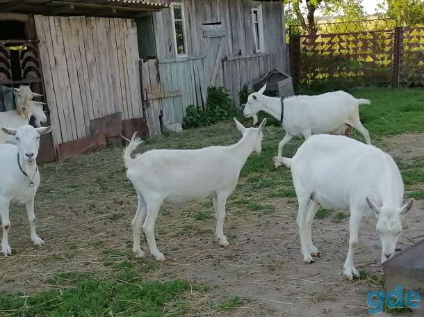 Козы зааненские, фотография 2