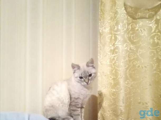 Тайская кошечка, фотография 4