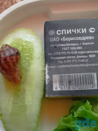 Ахатины иммакуляты даром, фотография 4