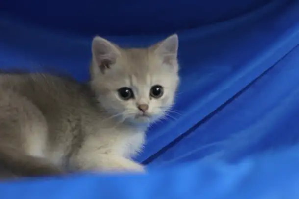 Шотландские котята, фотография 5