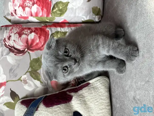 Шотландские котята, фотография 4