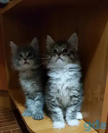 Кошечки мейн-кун, фотография 1