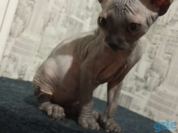 Котята сфинкс, фотография 3