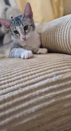 Ориентальный котёнок кошечка, фотография 1