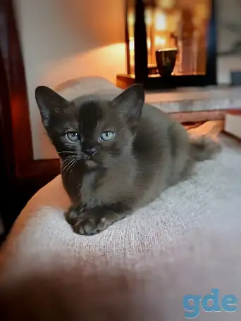 Котята европейской бурмы, фотография 3