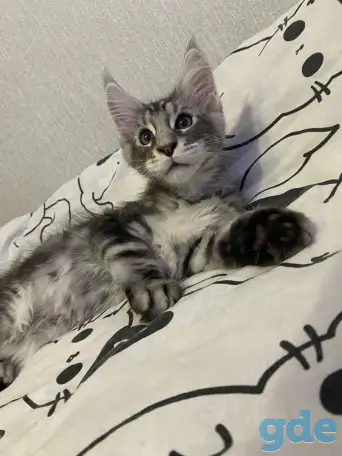 Котенок мейн кун, фотография 1