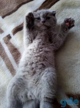 Шотландские вислоухие  котята, фотография 2