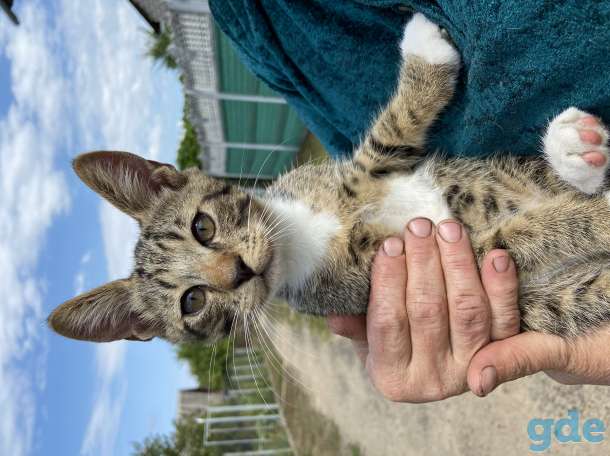 Котята бесплатно с доставкой, фотография 1