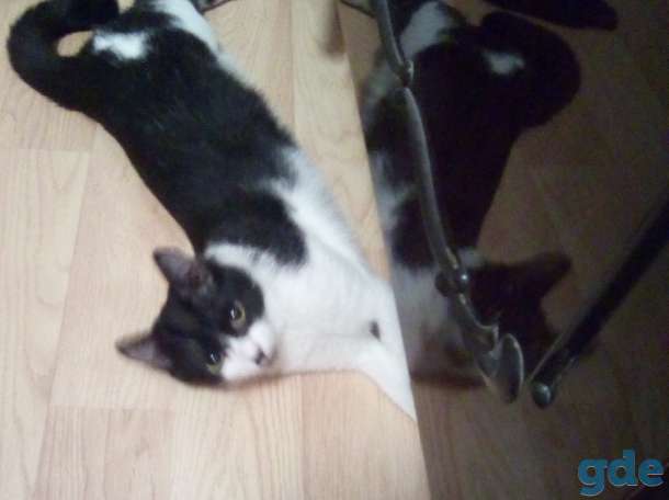 Котенок в дар, фотография 3