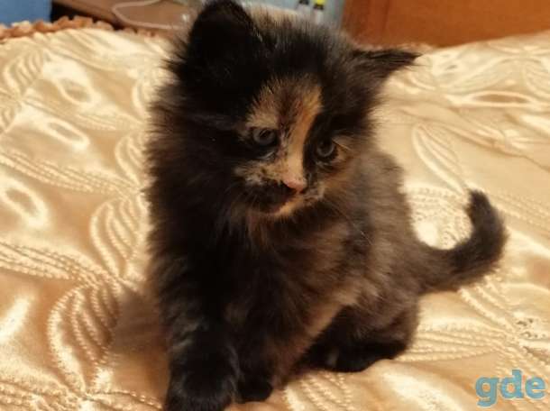 Котята, фотография 4
