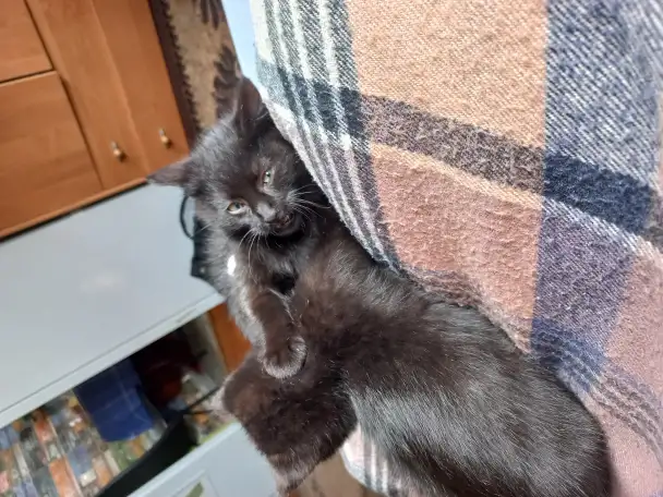 Котята, мальчики, фотография 8