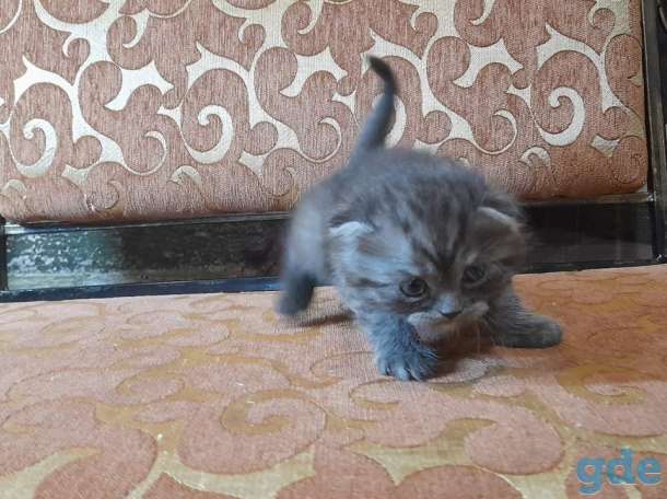 котята шотландские, фотография 10