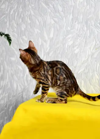 Лучшие бенгальские котята, фотография 9