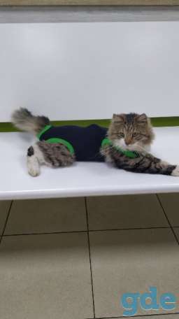 Котик ищет дом, фотография 1