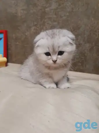 Котята, фотография 1