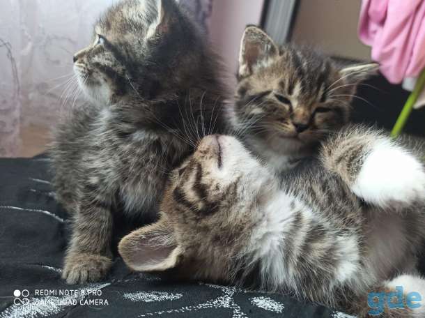 Отдам в хорошие руки котят, фотография 1