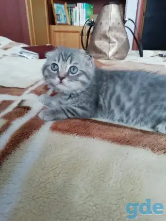Шотландские вислоухие  котята, фотография 3