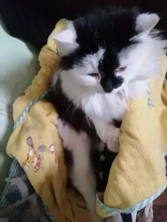 Котята в дар: выбирайте, фотография 5