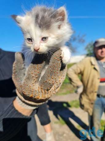 Котята ищут дом или передержку, фотография 1