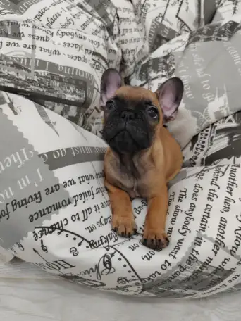 Девочки от выставычных родителей, яркий окрас, фотография 6