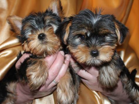   Малыши-девочка и мальчик, 2 месяца, фотография 3
