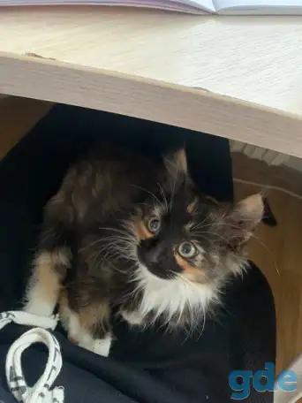 Шикарный котенок, фотография 2