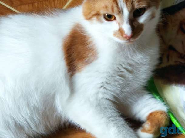 Кот Джокер. Солнечный кот, кастрирован., фотография 4