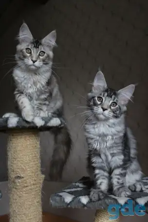 Котята мейн кун!, фотография 5