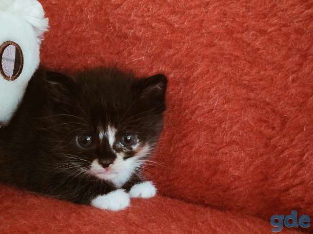Котята, фотография 1