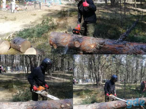Спилить  дерево, фотография 1