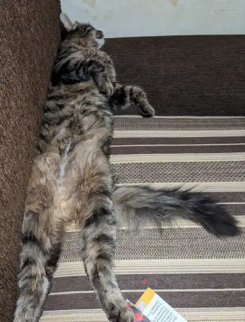 котенок, фотография 2