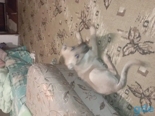 Ищет дом и любящих хозяев., фотография 2
