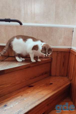 Кот Джокер. Солнечный кот, кастрирован., фотография 11