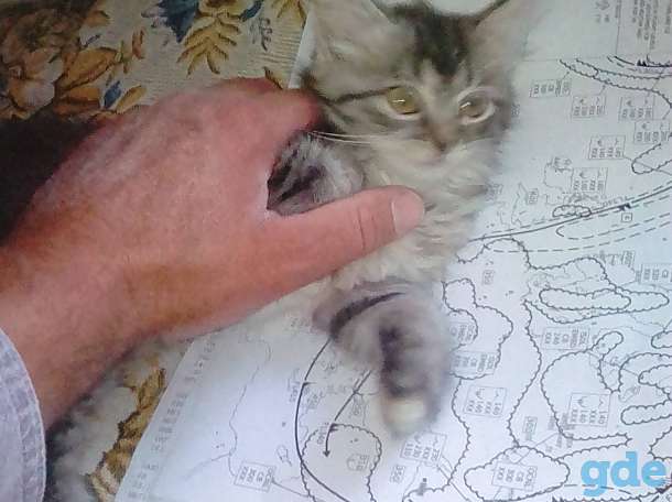 Отдадим котёнка в хорошие руки, фотография 1