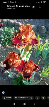 Многолетние цветы, фотография 7