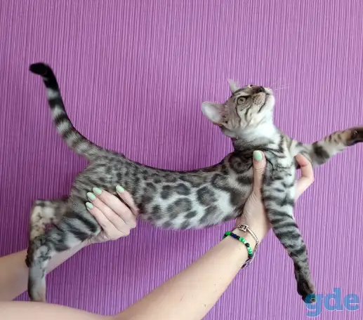 Бенгальские котята, фотография 2
