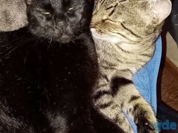 Котик Лесик, фотография 5