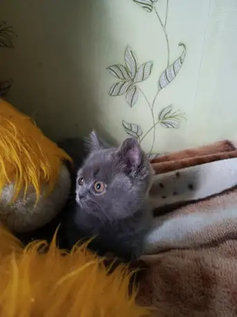 Продаю шотландских котят, фотография 7
