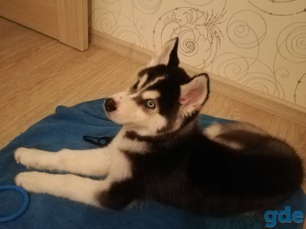 Продам щенка сибирской хаски, фотография 3