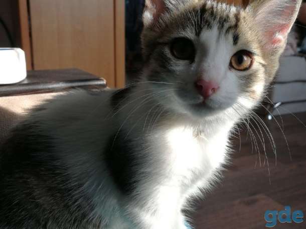 Отдам котенка, фотография 2